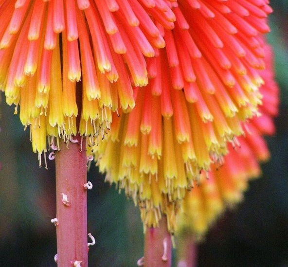 Tohum Dünyam 10 Adet Hot Poker Plant Tohumu - Resim 2