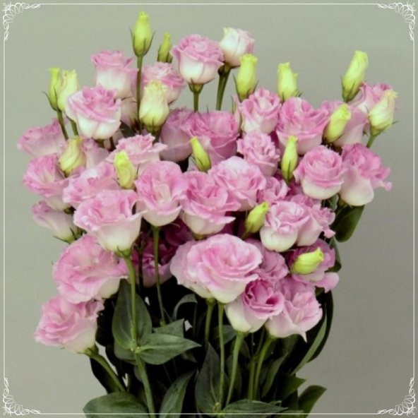 Tohum Dünyam 5 Adet Papillon Pink Blush Lisianthus Tohumu - 1