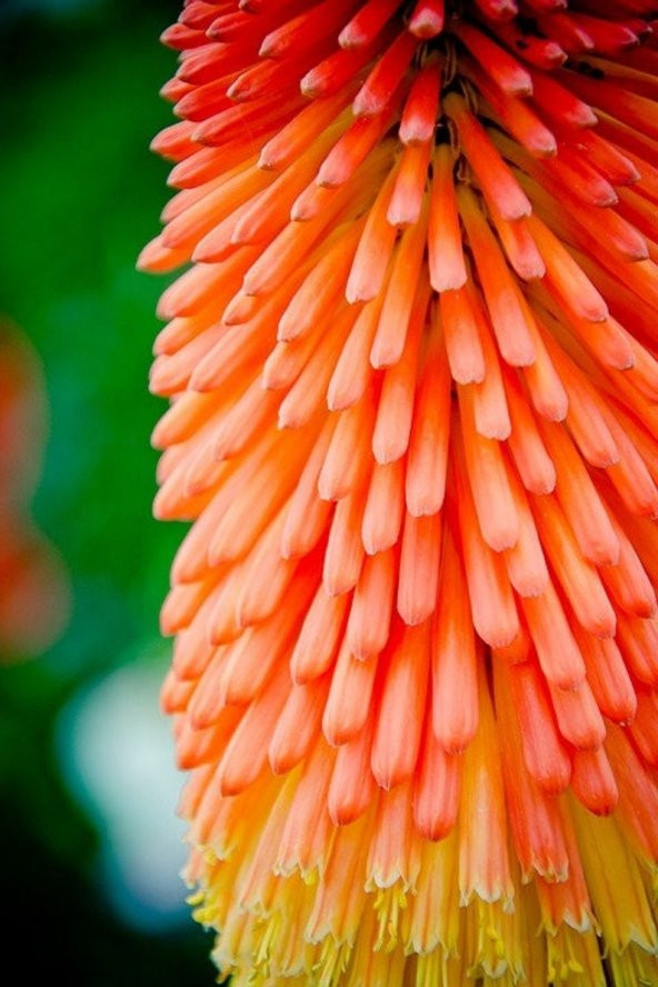 Tohum Dünyam 10 Adet Hot Poker Plant Tohumu - Resim 3