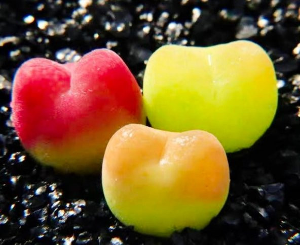 Tohum Dünyam 10 Adet MIX Conophytum maughanii Succulent Tohumu - 3