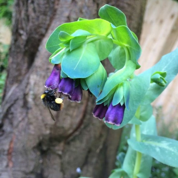 Tohum Dünyam 10 Adet Cerinthe Major, Pride of Gibraltar, Honeywort Tohumu - 2