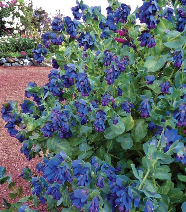 Tohum Dünyam 10 Adet Cerinthe Major, Pride of Gibraltar, Honeywort Tohumu - 3