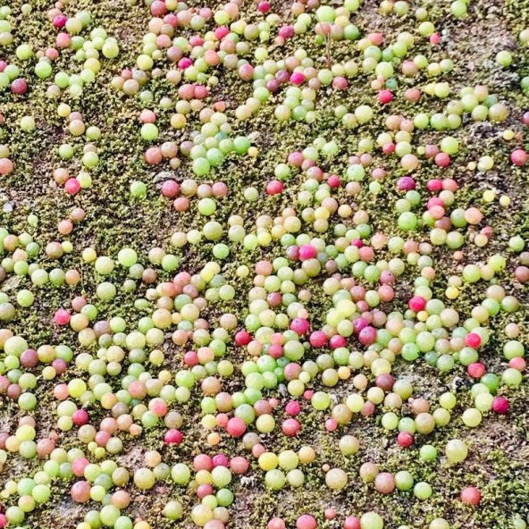 Tohum Dünyam 10 Adet MIX Conophytum maughanii Succulent Tohumu - 5