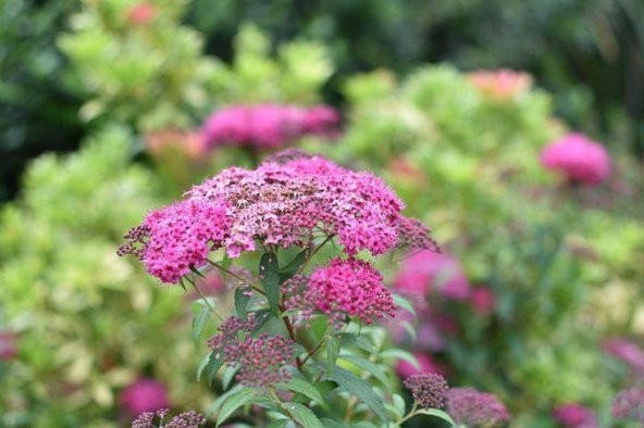 Tohum Dünyam 20 Adet Japanese Meadowsweet Tohumu - 3