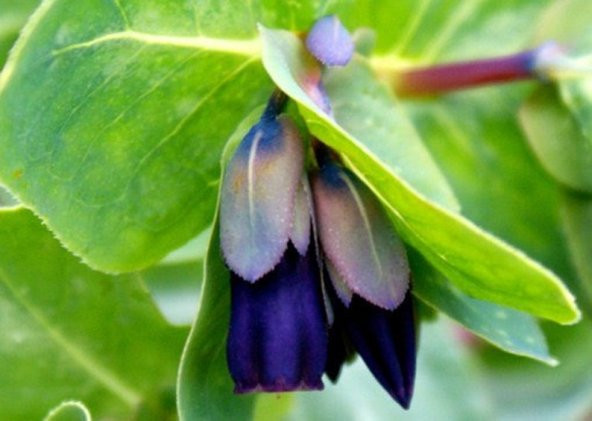 Tohum Dünyam 10 Adet Cerinthe Major, Pride of Gibraltar, Honeywort Tohumu - 5