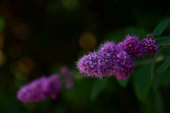 Tohum Dünyam 20 Adet Japanese Meadowsweet Tohumu - 5