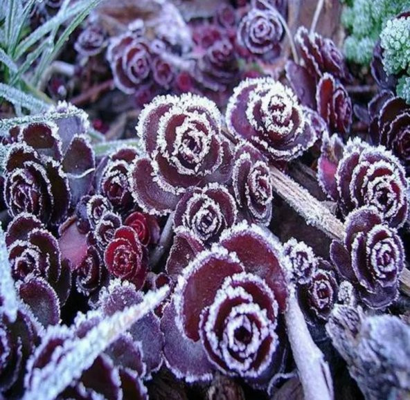 Tohum Dünyam 10 Adet Sedum Dragon’s Blood Succulent Tohumu - 2