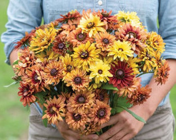 Tohum Dünyam 10 Adet Sahara Rubeckia Mix Tohumu - 4