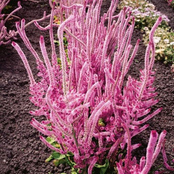 Tohum Dünyam 10 Adet Statice Seeds - Pink Limonium Tohumu - 2