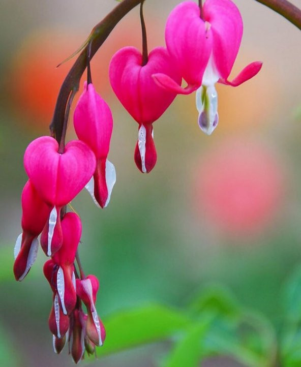 Tohum Dünyam 5 Adet Pink Bleeding Heart Tohumu