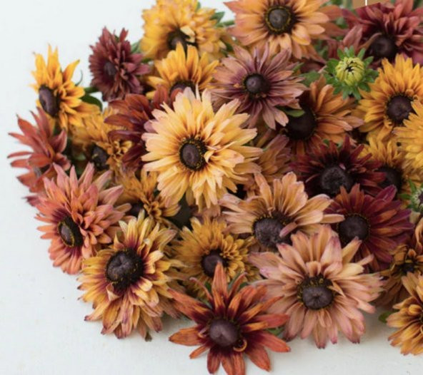 Tohum Dünyam 10 Adet Sahara Rubeckia Mix Tohumu - 5