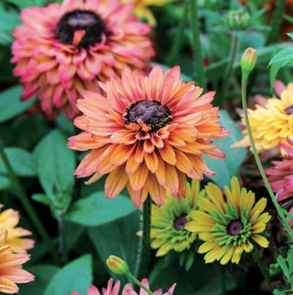Tohum Dünyam 10 Adet Sahara Rubeckia Mix Tohumu - 6