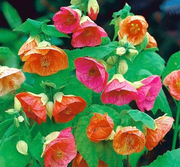 Tohum Dünyam 10 Adet Abutilon Hybridum Bellvue Mix Tohumu