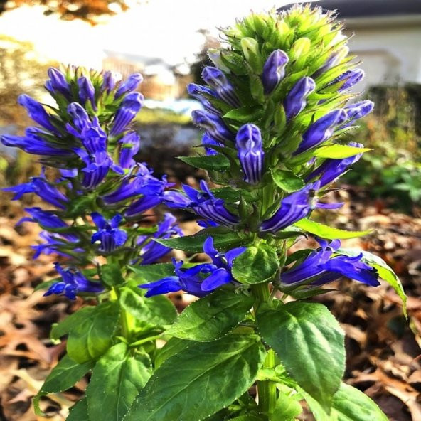 Tohum Dünyam 20 Adet Great Blue Lobelia Tohumu