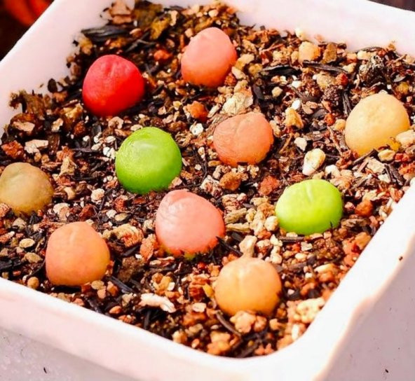 Tohum Dünyam 10 Adet MIX Conophytum maughanii Succulent Tohumu - 6