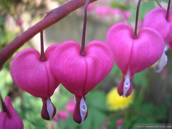 Tohum Dünyam 5 Adet Pink Bleeding Heart Tohumu - 5