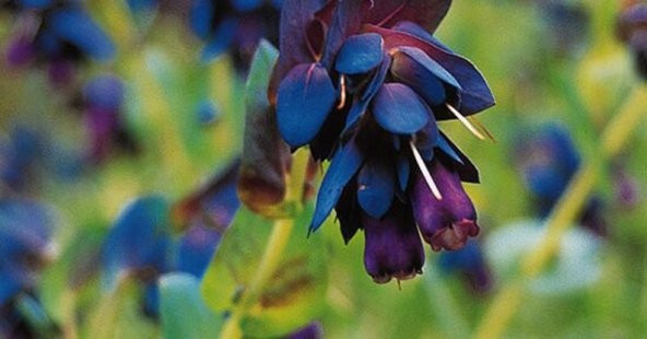 Tohum Dünyam 10 Adet Cerinthe Major, Pride of Gibraltar, Honeywort Tohumu - 6