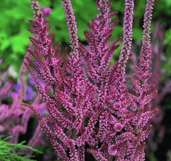 Tohum Dünyam 10 Adet Statice Seeds - Pink Limonium Tohumu - 3