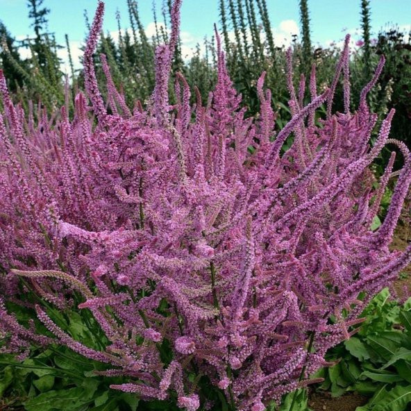 Tohum Dünyam 10 Adet Statice Seeds - Pink Limonium Tohumu - 4