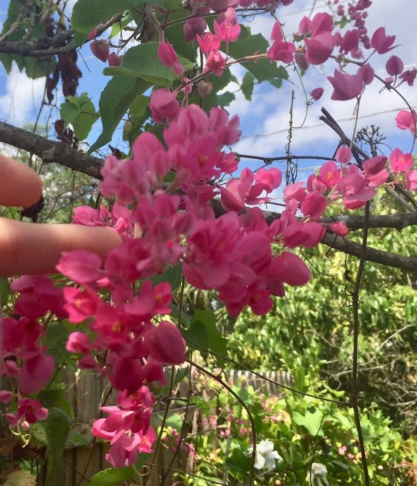 Tohum Dünyam 10 Adet Pink Coral Vine Tohumu - 3