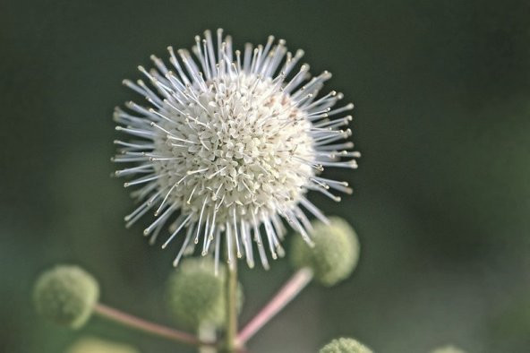 Tohum Dünyam 10 Adet Buttonbush Tohumu