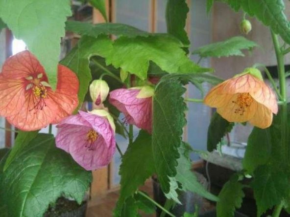 Tohum Dünyam 10 Adet Abutilon Hybridum Bellvue Mix Tohumu - 4