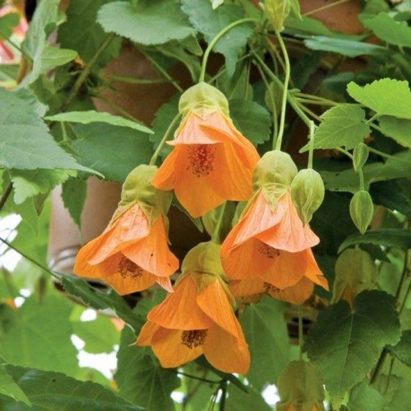 Tohum Dünyam 10 Adet Abutilon Hybridum Bellvue Mix Tohumu - 5