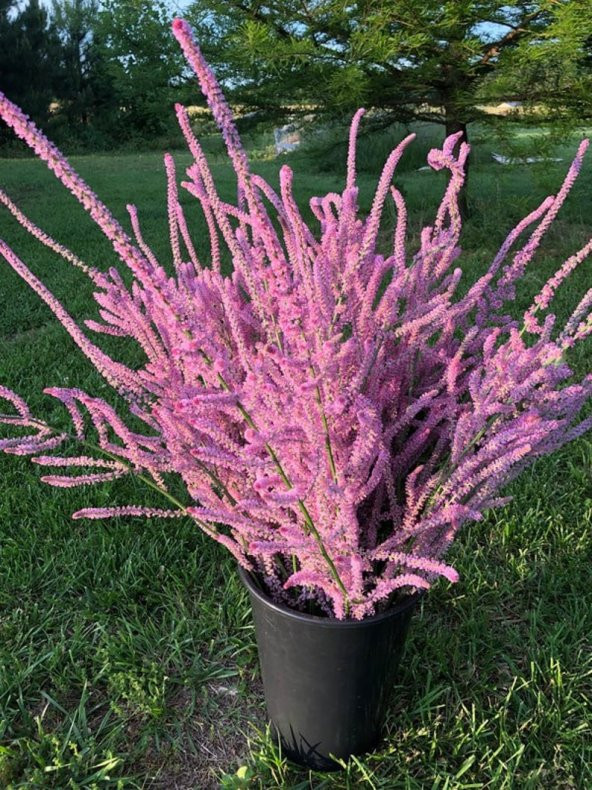 Tohum Dünyam 10 Adet Statice Seeds - Pink Limonium Tohumu