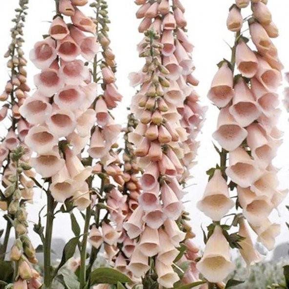 Tohum Dünyam 10 Adet Cottage Foxgloves Apricot Peach Digitalis Tohumu
