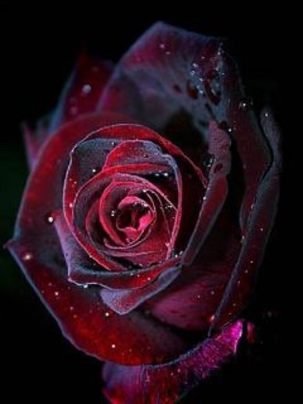 Tohum Dünyam 5 Adet Red and Black Rose Gül Tohumu