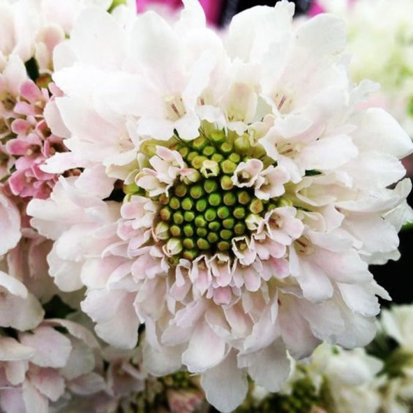 Tohum Dünyam 5 Adet Scabiosa ‘Fama White’ Tohumu ürün görseli 1