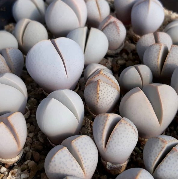 Tohum Dünyam 10 Adet Dinteranthus Inexpectatus Succulent Tohumu ürün görseli 1