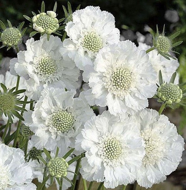 Tohum Dünyam 5 Adet Scabiosa ‘Fama White’ Tohumu - Resim 2