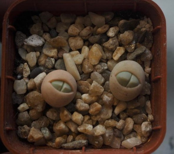 Tohum Dünyam 10 Adet Dinteranthus Inexpectatus Succulent Tohumu - Resim 2