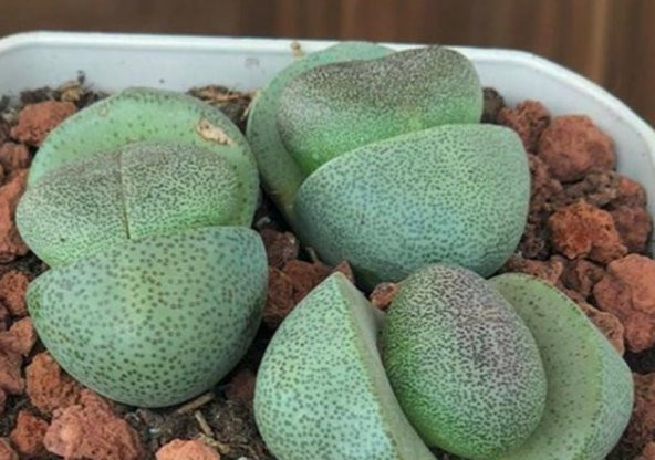 Tohum Dünyam 10 Adet Pleiospilos Nelii Succulent Tohumu - 3