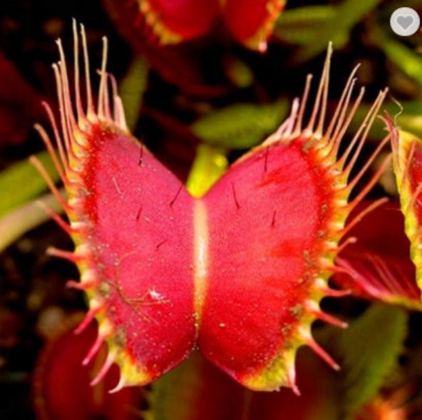 Tohum Dünyam 5 Adet Venus Flytrap Fresh Garden Tohumu