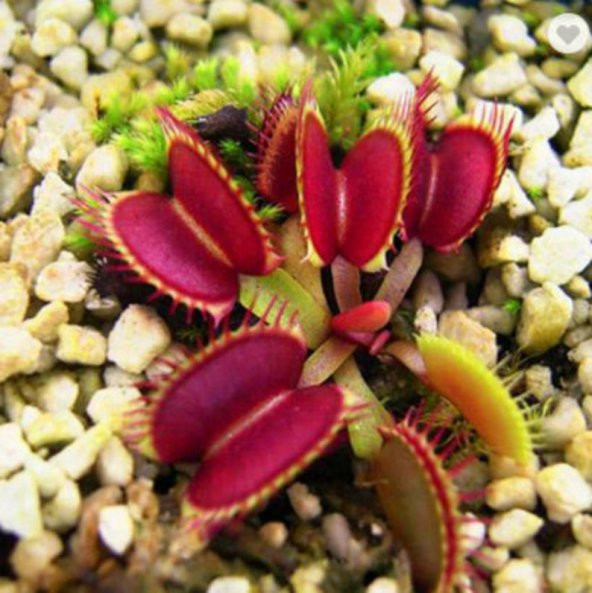 Tohum Dünyam 5 Adet Venus Flytrap Fresh Garden Tohumu - 2