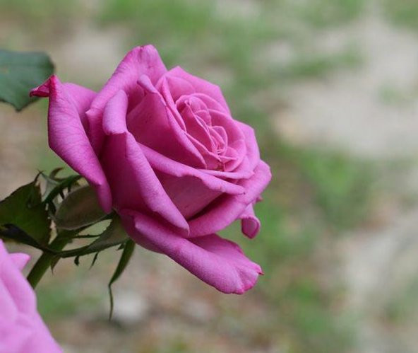 Tohum Dünyam 5 Adet Purple Rose, Rosa Setigera Tohumu - 2