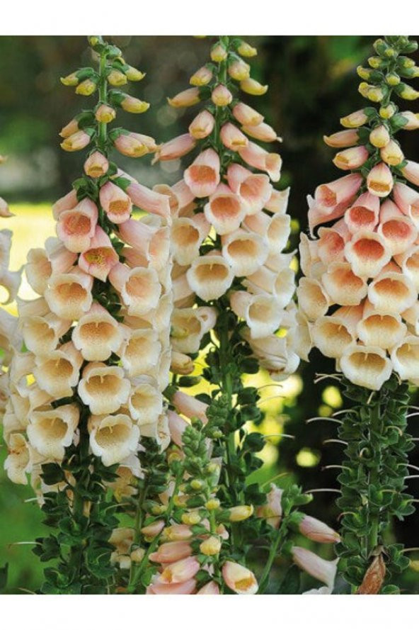 Tohum Dünyam 10 Adet Cottage Foxgloves Apricot Peach Digitalis Tohumu - 2