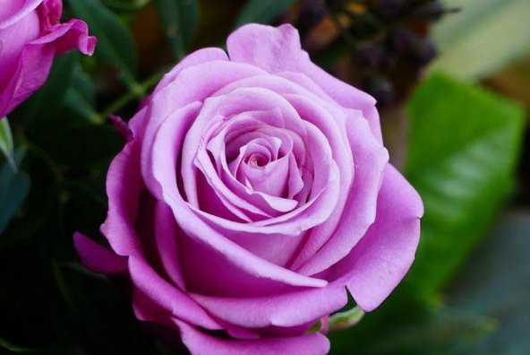 Tohum Dünyam 5 Adet Purple Rose, Rosa Setigera Tohumu - 3