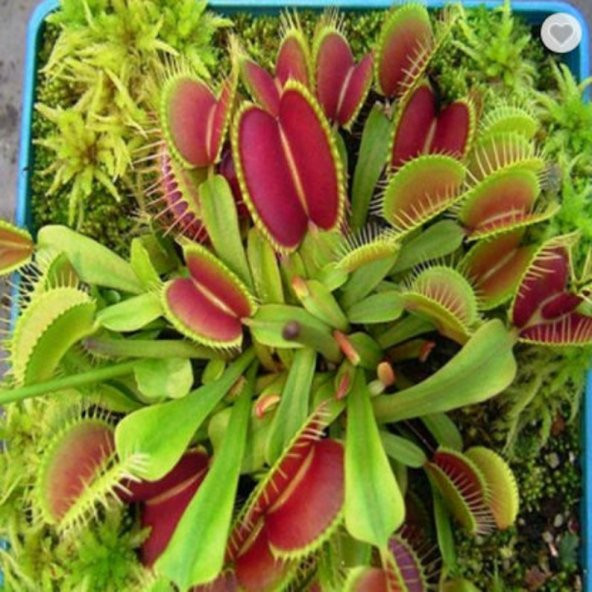 Tohum Dünyam 5 Adet Venus Flytrap Fresh Garden Tohumu - 3