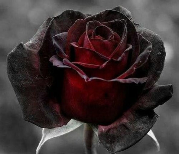 Tohum Dünyam 5 Adet Red and Black Rose Gül Tohumu - 2