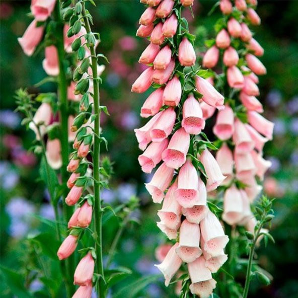 Tohum Dünyam 10 Adet Cottage Foxgloves Apricot Peach Digitalis Tohumu - 3