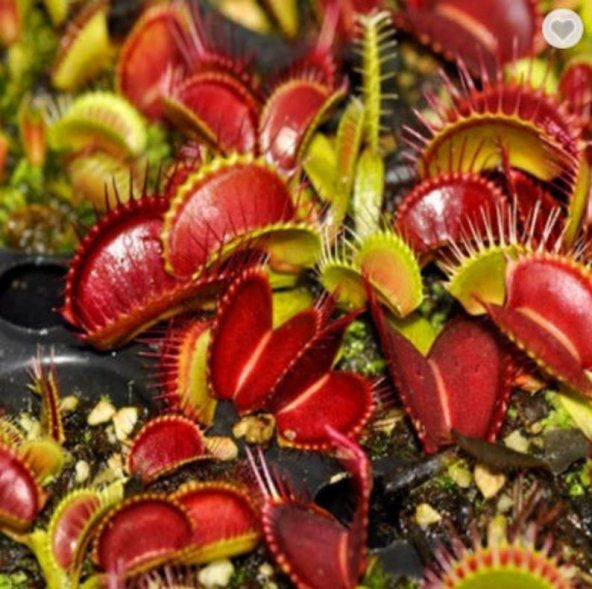 Tohum Dünyam 5 Adet Venus Flytrap Fresh Garden Tohumu - 4