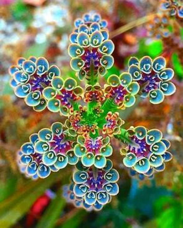 Tohum Dünyam 10 Adet Colorful Kalanchoe Tohumu