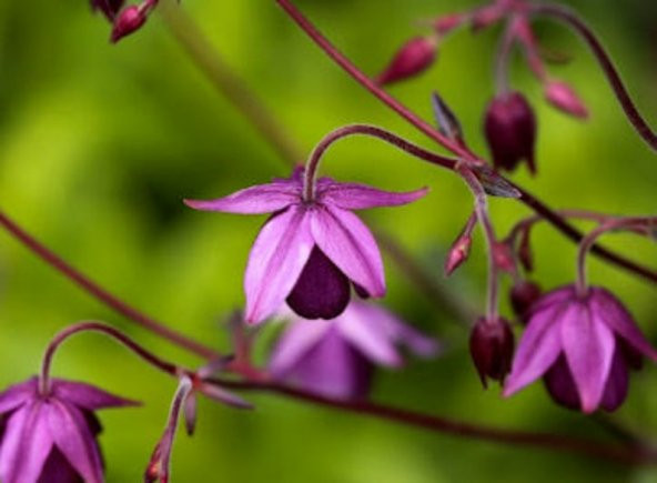 Tohum Dünyam 5 Adet Sugar Plum Fairy Columbine Tohumu