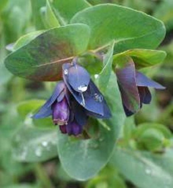Tohum Dünyam 5 Adet BLUE SHRIMP PLANT Tohumu - 2