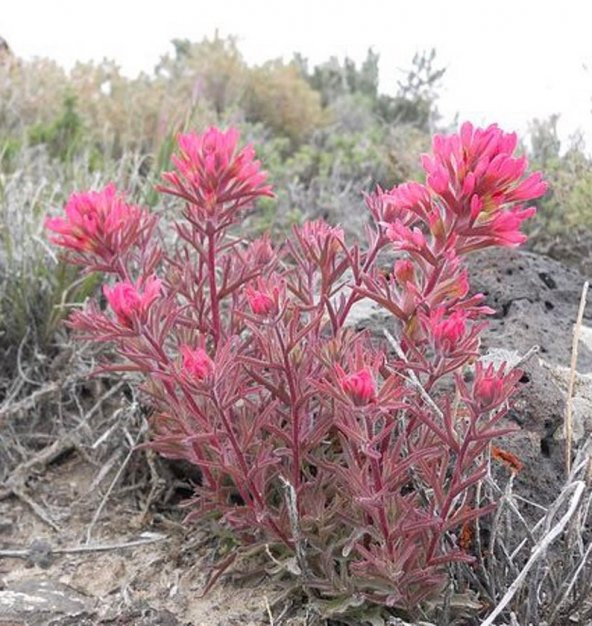Tohum Dünyam 10 Adet Indian Paintbrush Tohumu