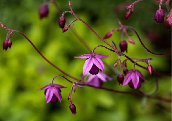 Tohum Dünyam 5 Adet Sugar Plum Fairy Columbine Tohumu - 2