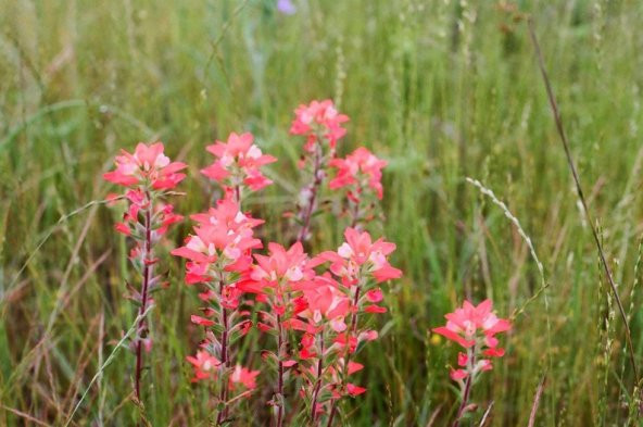Tohum Dünyam 10 Adet Indian Paintbrush Tohumu - 2